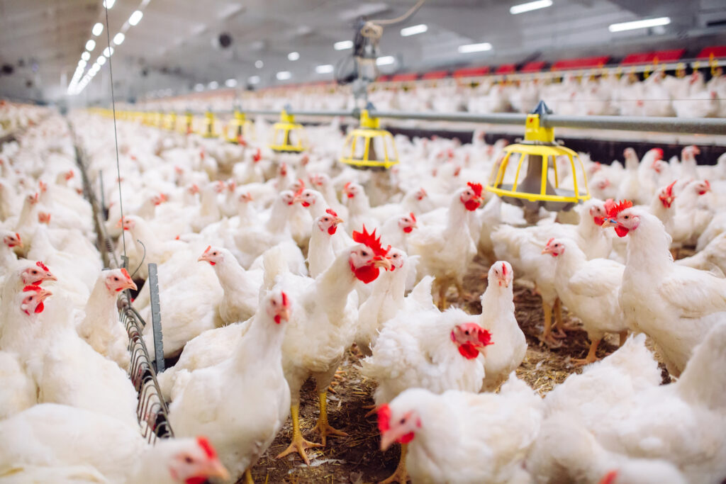 Stock Image for Poultry Houses